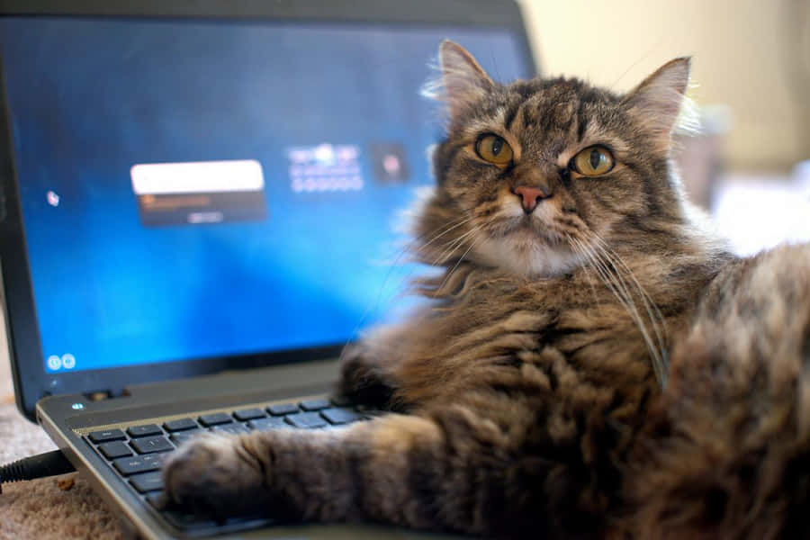 Tabby Cat Typing On Laptop Wallpaper