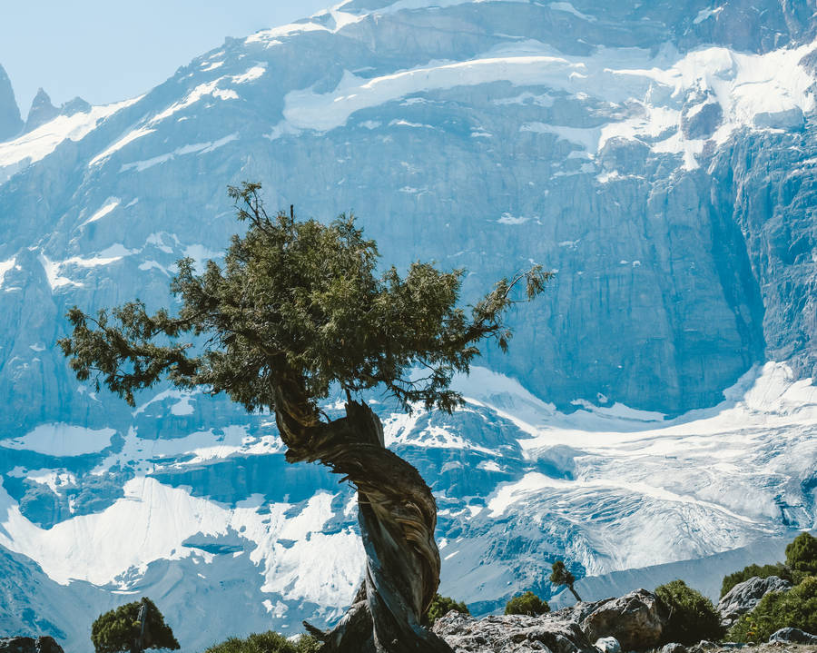 Tajikistan Snow Mountain And Tree Wallpaper