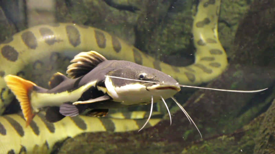 Take A Dip In The Waters For A Catfish Catch Wallpaper