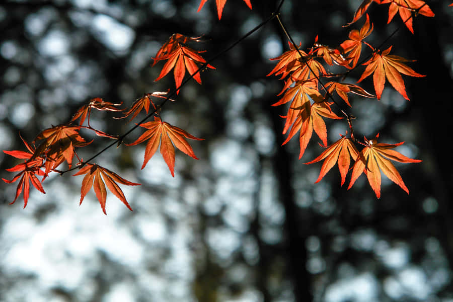 Take A Stroll In A Picturesque Autumnal Paradise Wallpaper