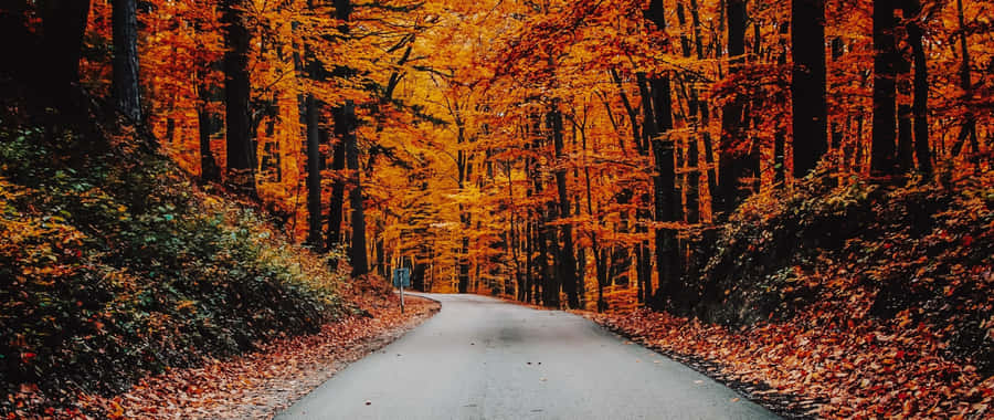 Take In A Breathtaking Fall View Of Colorful Leaves Wallpaper