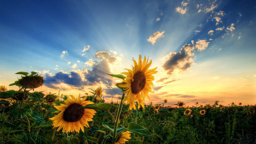 Take In The Beauty Of A Flowering Summer Sunset Wallpaper