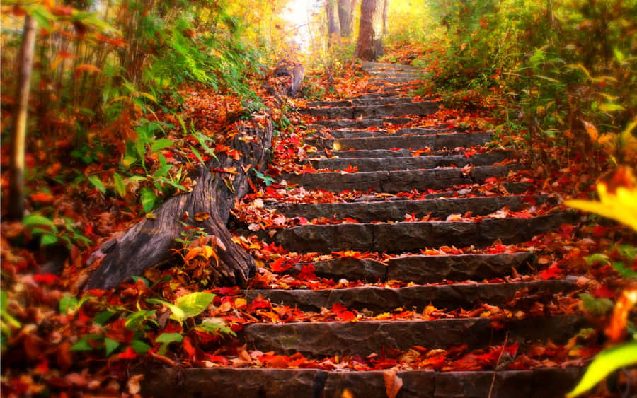 Take In The Beauty Of Fall Foliage With A Peaceful Walk In The Woods. Wallpaper