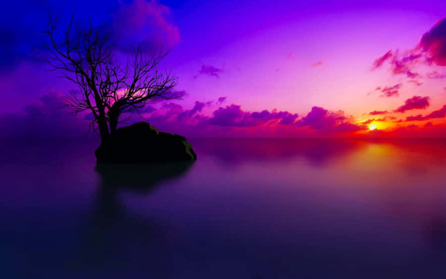Take In The Beauty Of The Dolphin Sunset! Wallpaper