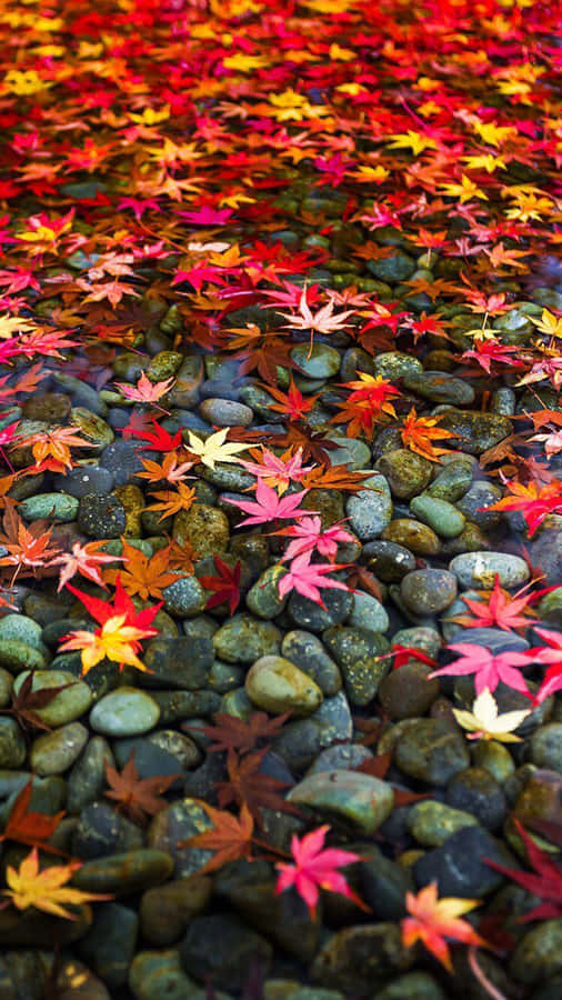 Take In The Beauty Of You Autumn Surroundings. Wallpaper