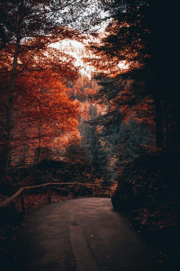 Take In The Cool Of Fall Wallpaper