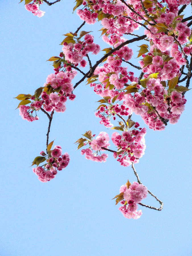 Take In The Tranquil Feeling Of These Delicate Pastel Pink Sakura Blossoms Wallpaper