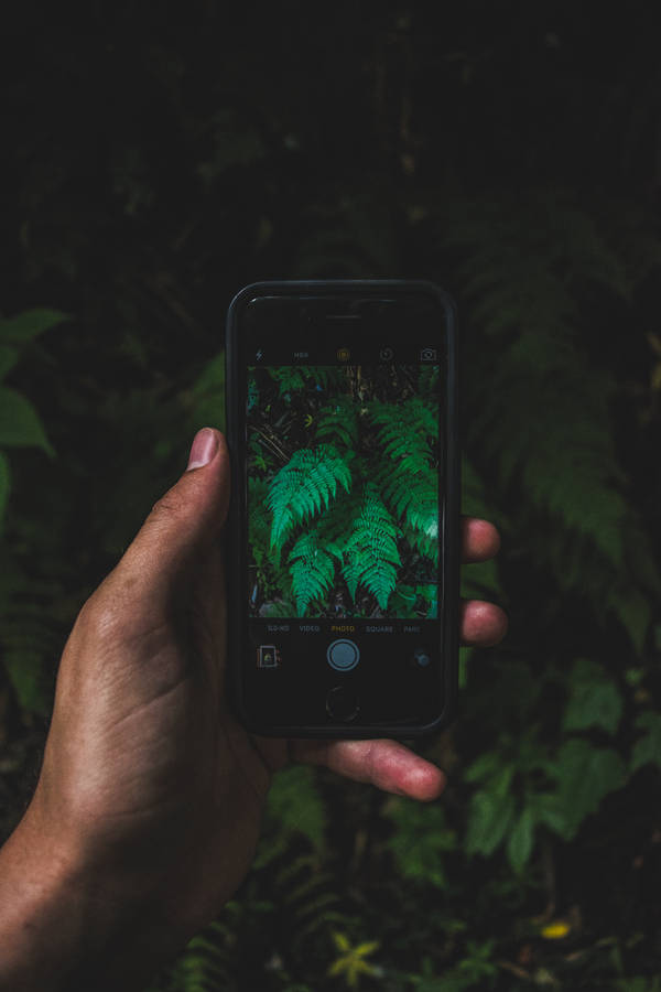 Taking Photography Of Leaves Wallpaper