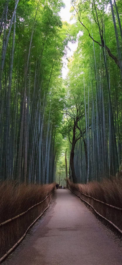 Tall Bamboo Pathway Iphone Wallpaper