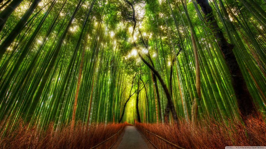 Tall Chinese Bamboo 4k Forest Wallpaper