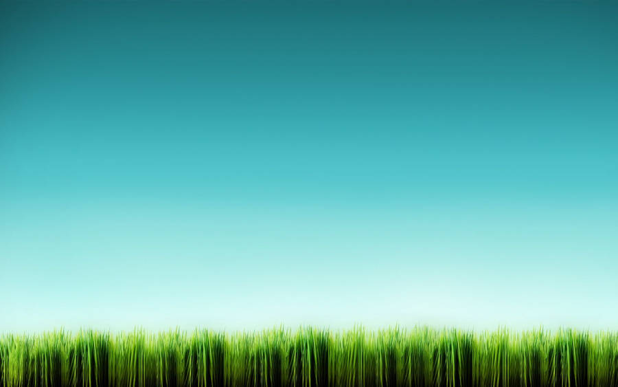 Tall Grass Blue Sky Wallpaper