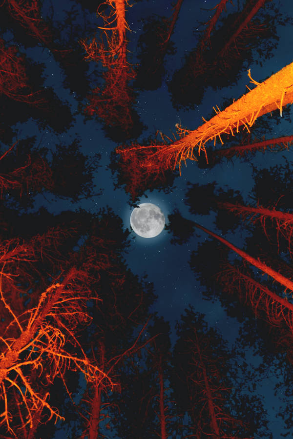 Tall Trees Under Full Moon Wallpaper