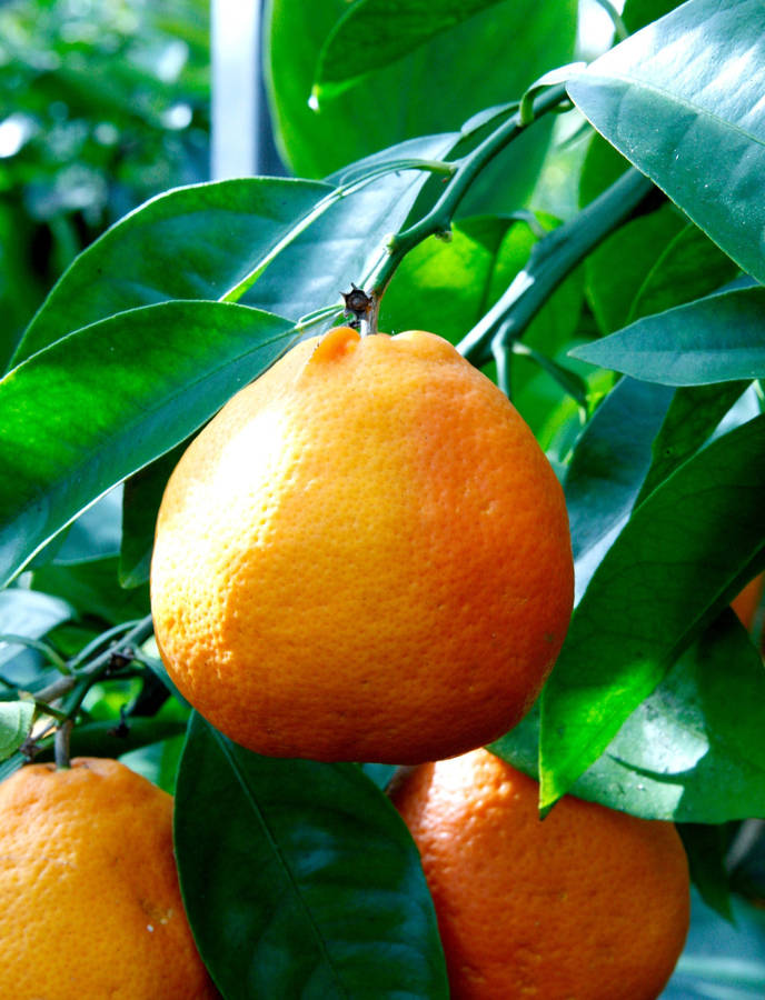 Tangelo Fruits During Daylight Wallpaper