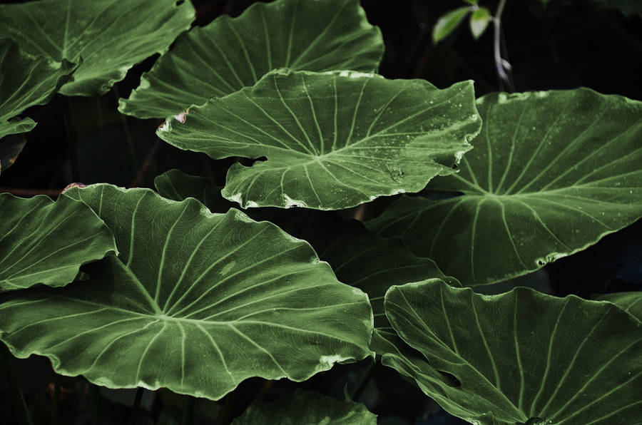 Taro Green Leaves Wallpaper