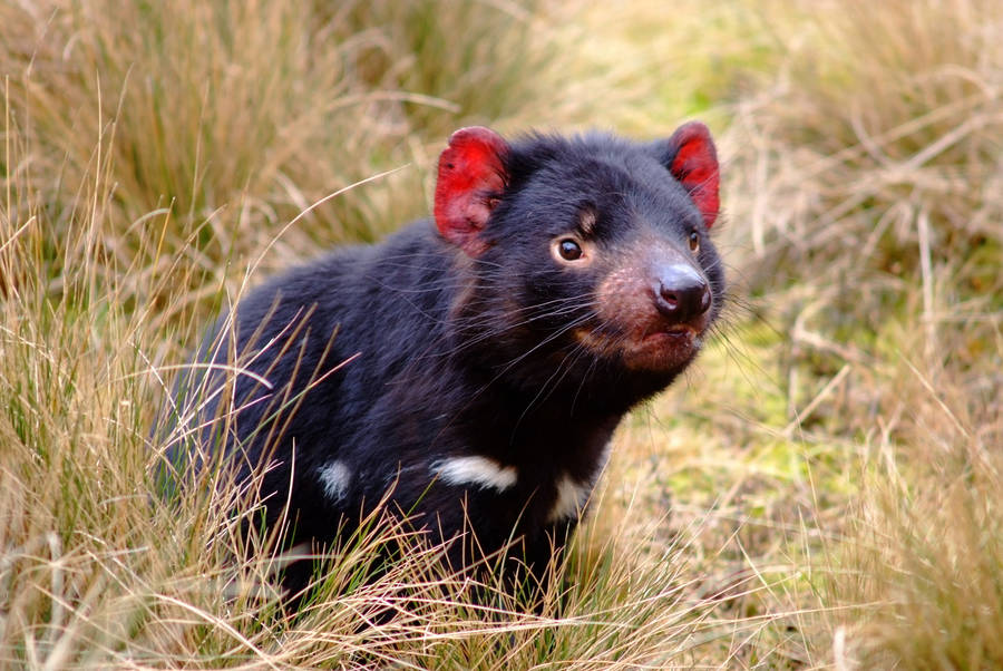 Tasmania Devil Red Ears Wallpaper