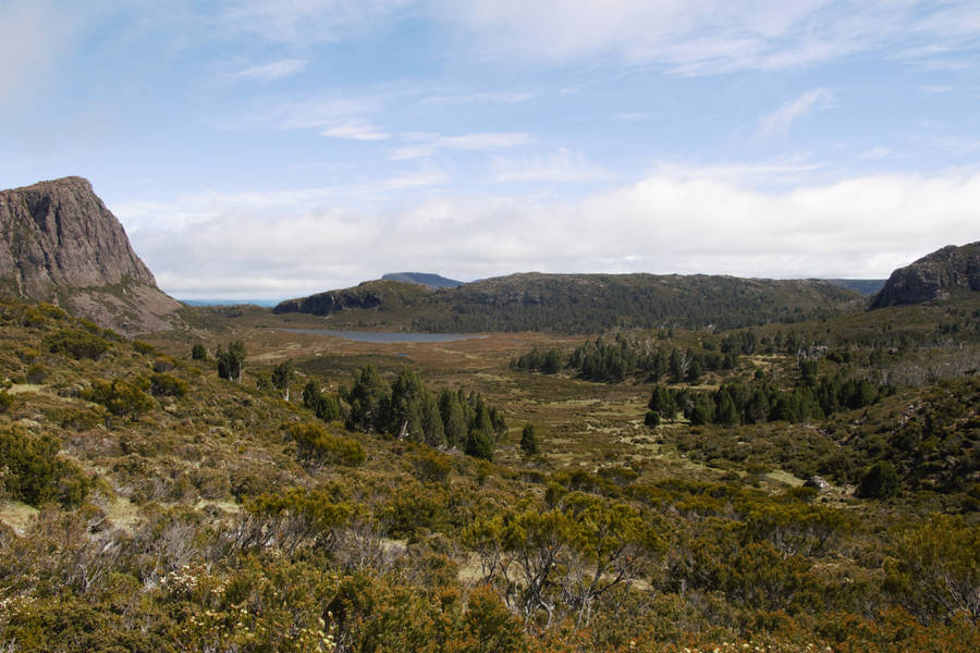 Tasmania Dry Forests Wallpaper