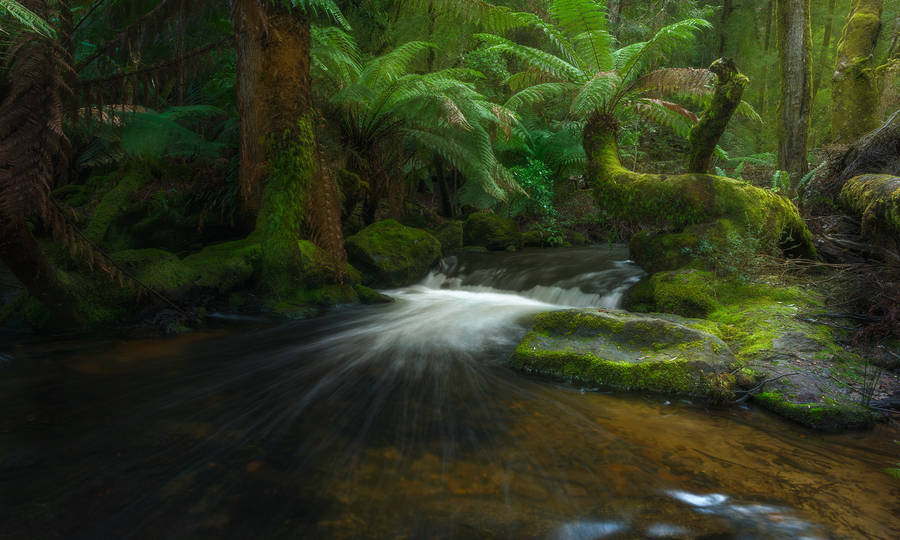 Tasmania Forest Small Pool Wallpaper