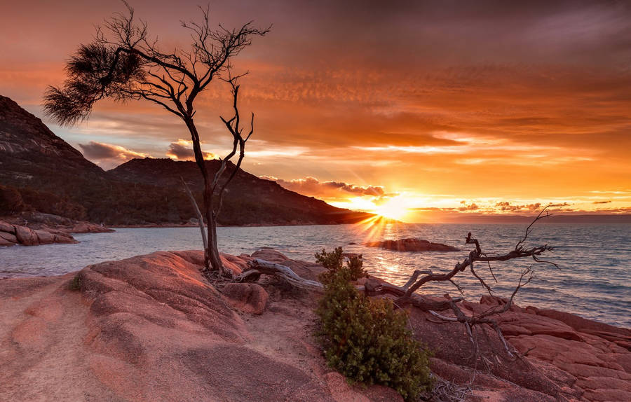 Tasmania Sunset Dying Tree Wallpaper