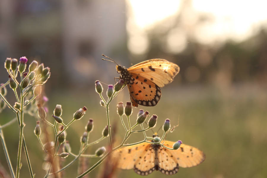 Tawny Coaster Butterflies Wallpaper