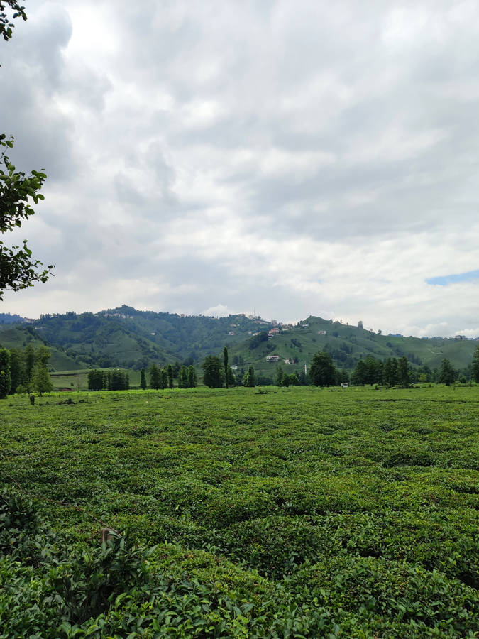 Tea Garden In Turkey Wallpaper