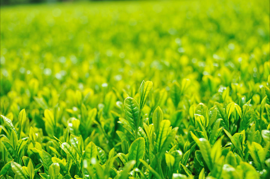 Tea Garden Seedlings Wallpaper