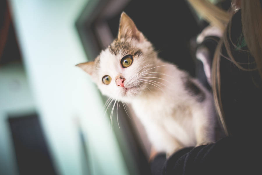 Tech-savvy Cat Exploring The Computer World Wallpaper