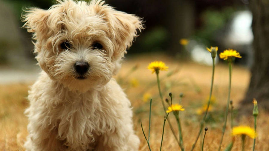 Teddy Bear Havanese Baby Dog Wallpaper