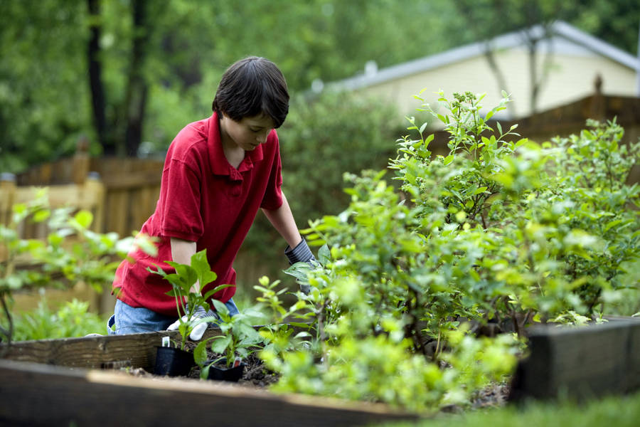 Teenager Boy Gardening Wallpaper