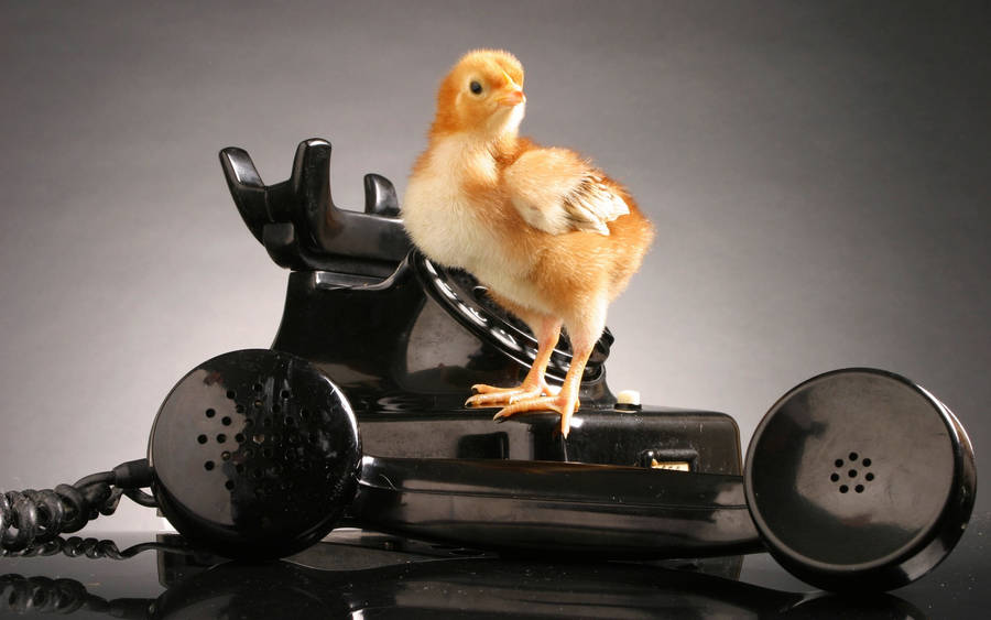 Telephone Chick Wallpaper