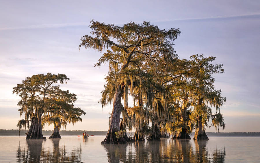 Texas Caddo Lake Wallpaper