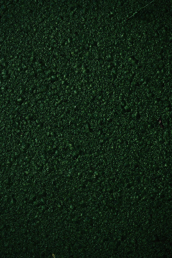 Texture Green Bumpy Moss Wallpaper