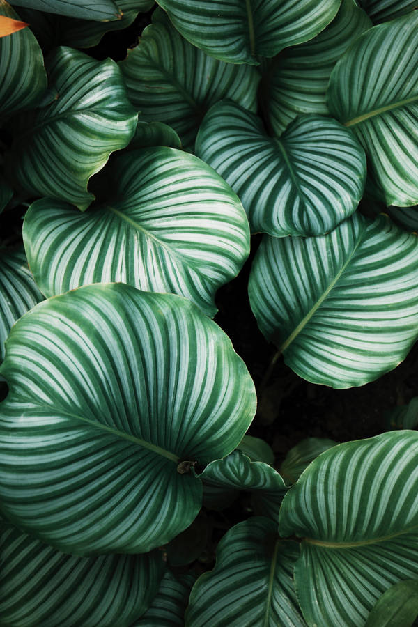 Textured Nature Photography Prayer Plants Wallpaper