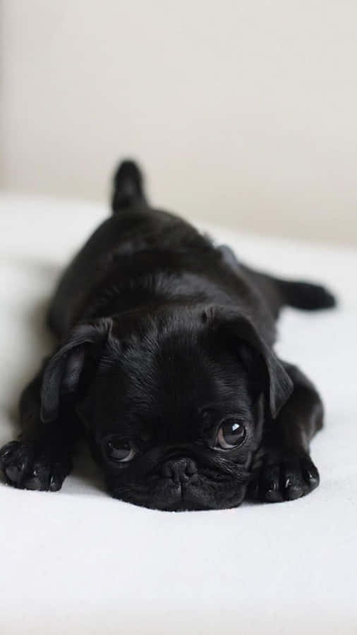 The Adorable Pug Wallpaper