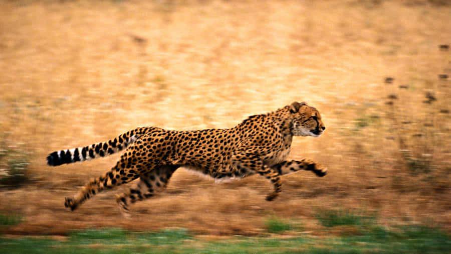 The Beautiful Cheetah Blend In With The Natural Environment. Wallpaper