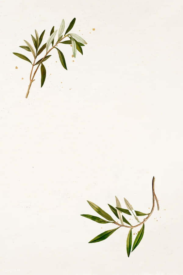 The Beauty And Strength Of An Olive Tree Wallpaper
