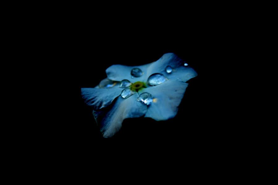The High-end Amoled Laptop Displaying Vibrant Colors Wallpaper