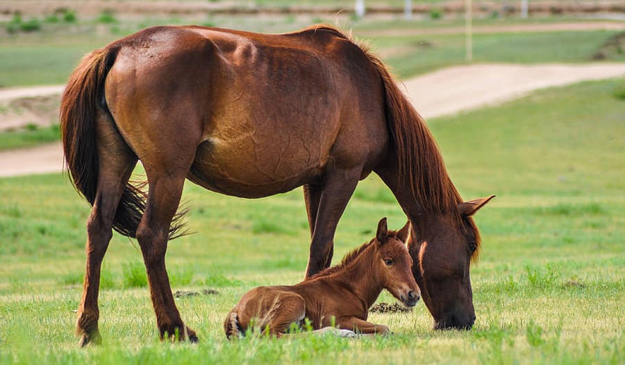 The Horses Of The Mongolias Wallpaper