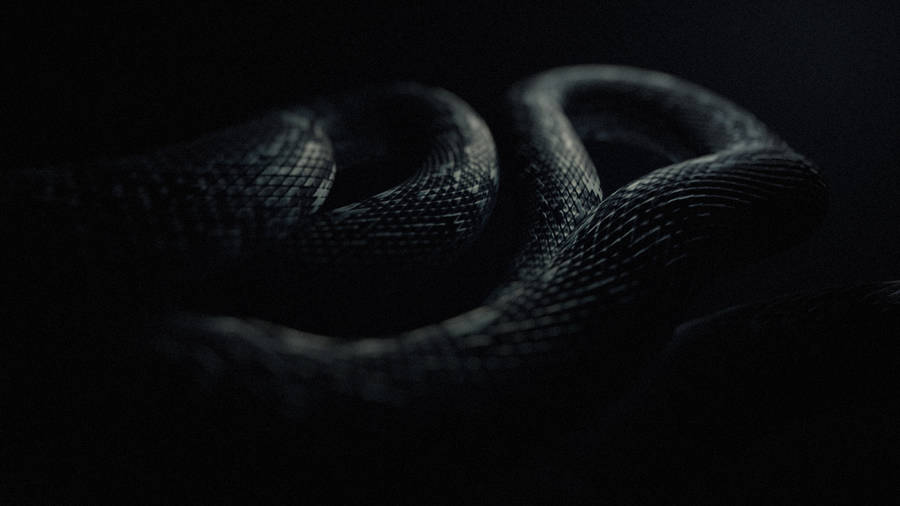 The Majestic Black Mamba Snake Wallpaper