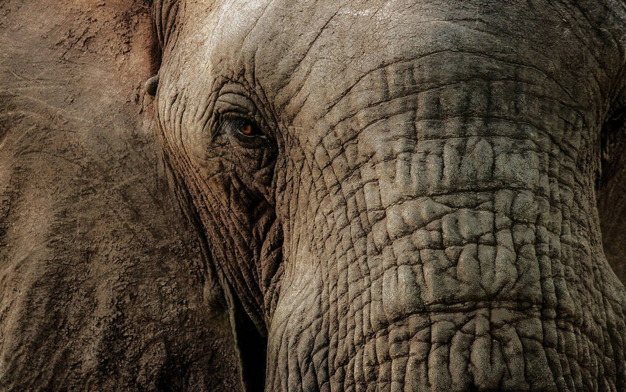 The Majestic Close Up Of An Elephant Wallpaper