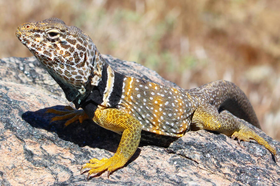 The Mesmerizing Beauty Of A Collared Lizard Wallpaper