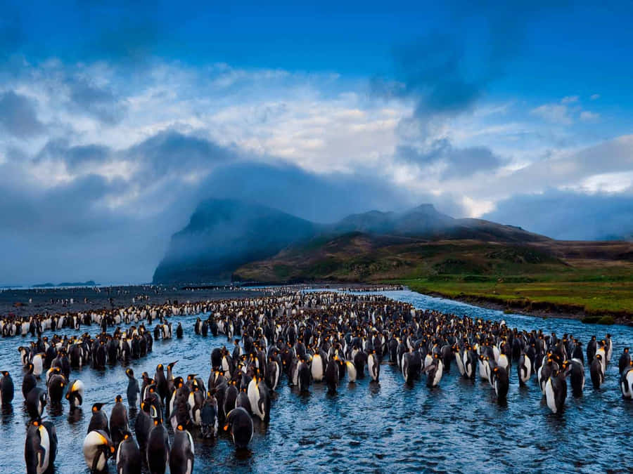 The National Geographic Desktop Penguin Wallpaper
