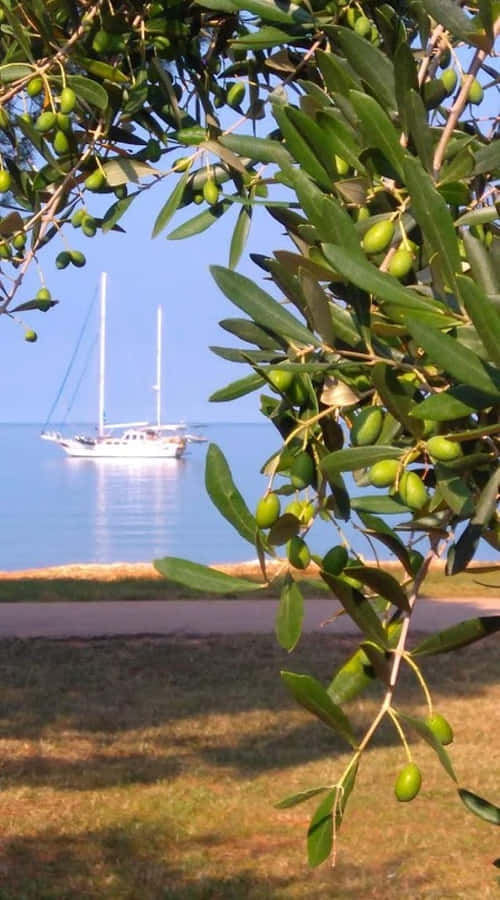 The Olive Tree, A Symbol Of Peace And Wisdom Wallpaper