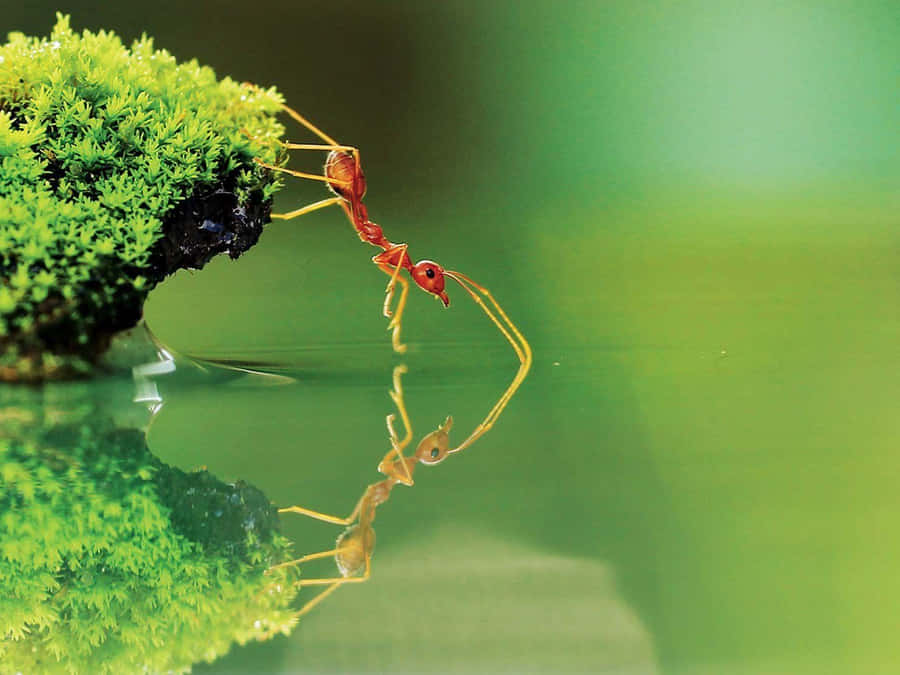 The Small In National Geographic Desktop Wallpaper