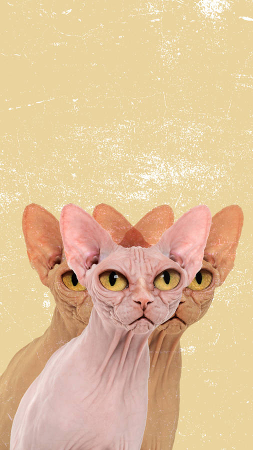 The Unconventional Beauty Of A Sphynx Cat Wallpaper