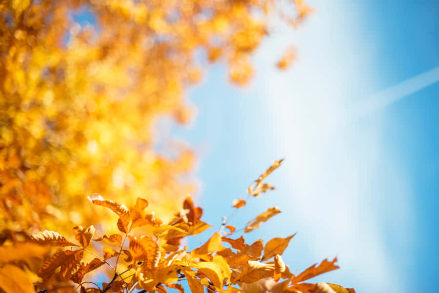 The Vibrant Colors Of New England In Autumn Wallpaper