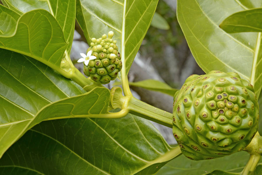 The Vibrant Noni Plant Yielding Lusty Fruits Wallpaper