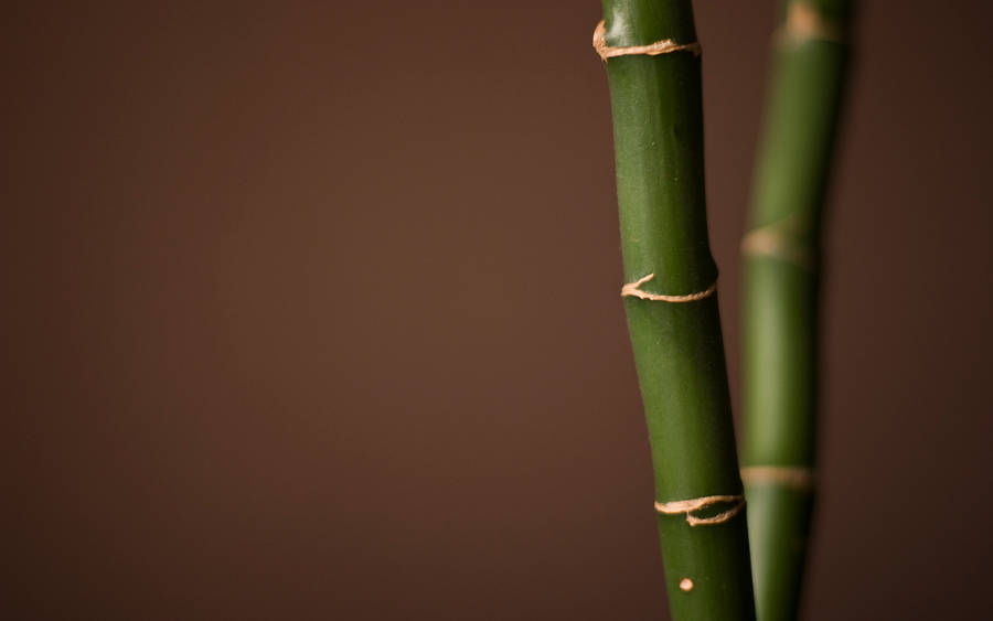 Thin Green Gold Bamboo 4k Wallpaper