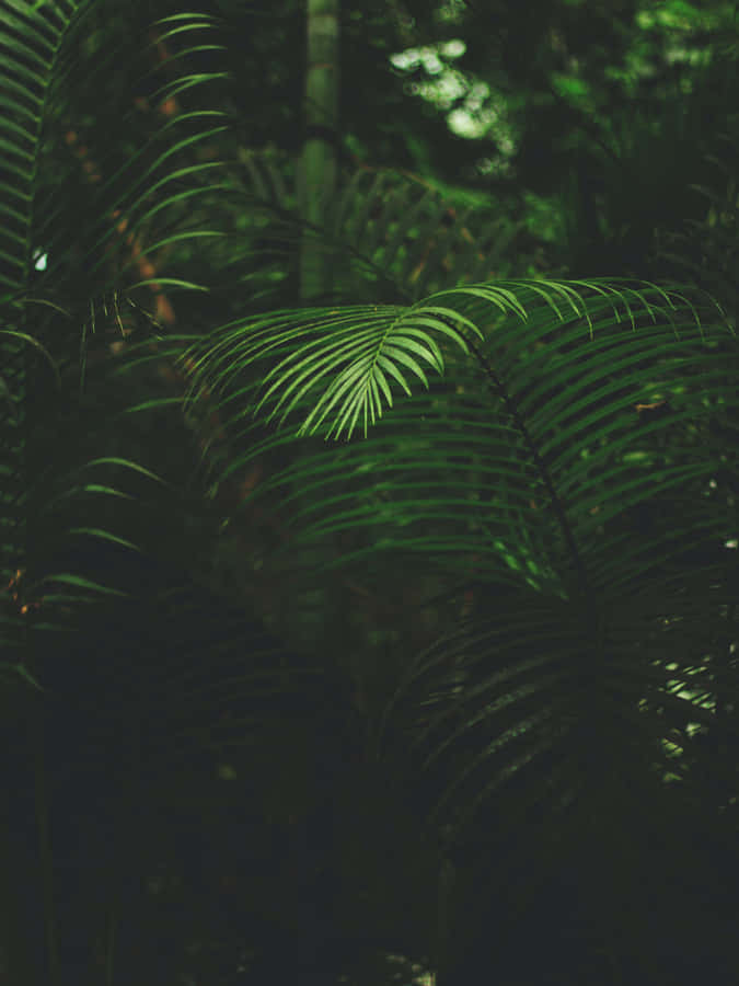 Thin Palm Leaves Fondos De Pantalla Wallpaper