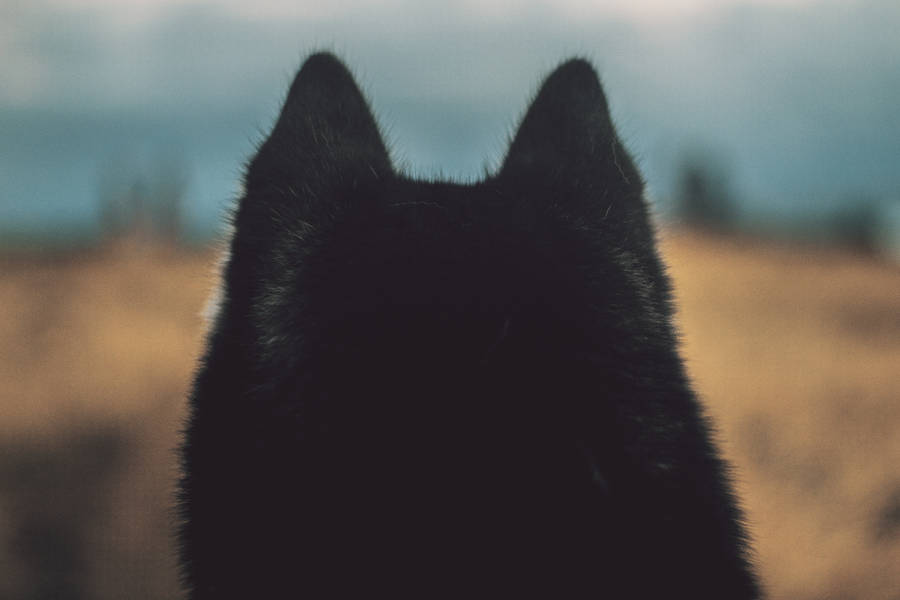 This Black Fur Dog Wants To Play Wallpaper