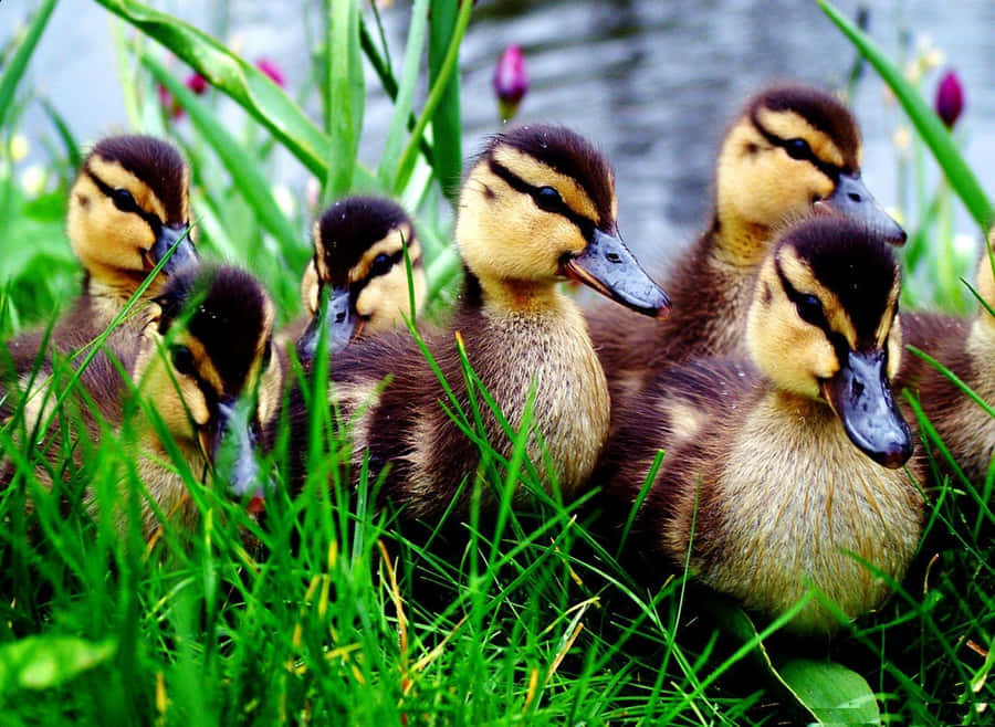 This Cute Duck Has Its Beak Open And Is Looking Up At The Camera. Wallpaper